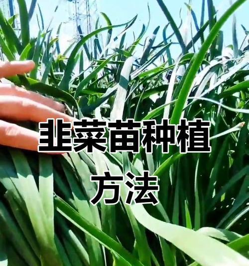 韭菜要怎么种植方法？详细步骤和注意事项是什么？