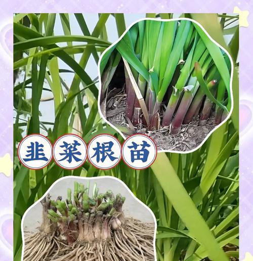 韭菜要怎么种植方法？详细步骤和注意事项是什么？