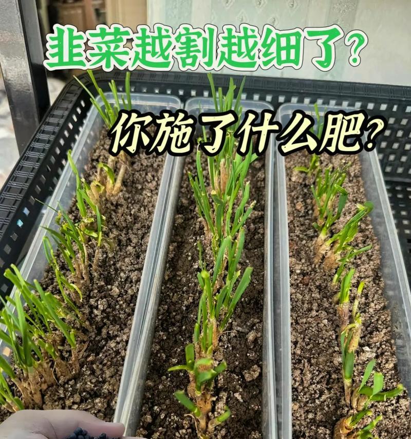 韭菜要怎么种植方法？详细步骤和注意事项是什么？