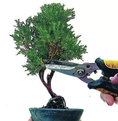 香妃幼苗修剪枝条的最佳时机和方法是什么？