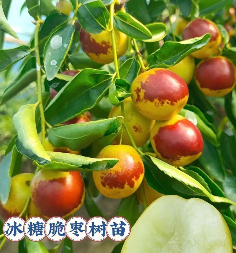 奶油枣催芽方法是什么？需要多长时间才能发芽？
