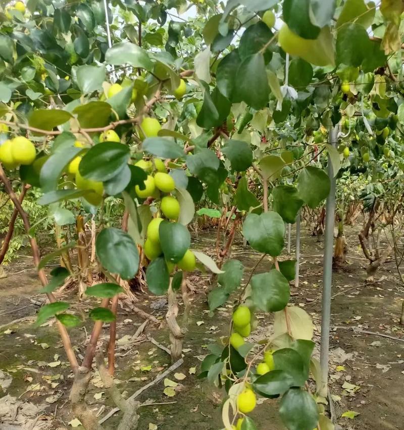 奶油枣催芽方法是什么？需要多长时间才能发芽？