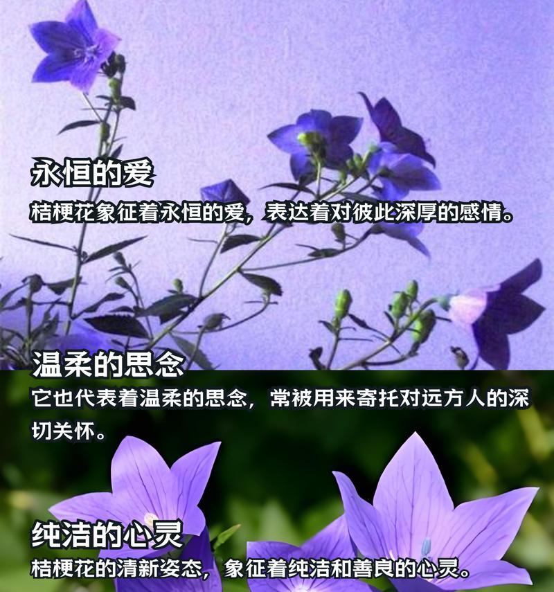 桔梗花语是什么意思？如何理解桔梗花的象征意义？