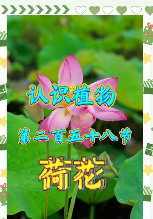 荷花的花语和花期是什么？如何在家中种植观赏？