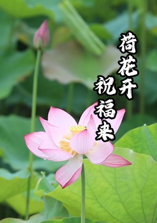 荷花的花语和花期是什么？如何在家中种植观赏？