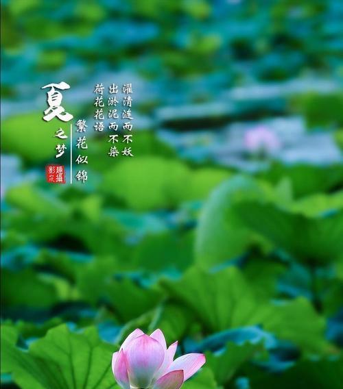 荷花的花语和花期是什么？如何在家中种植观赏？