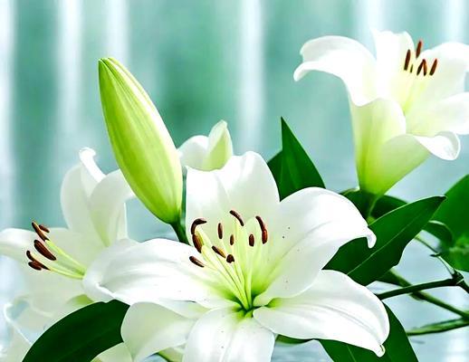 美好圣洁的花语是什么？如何挑选代表纯洁的花卉？