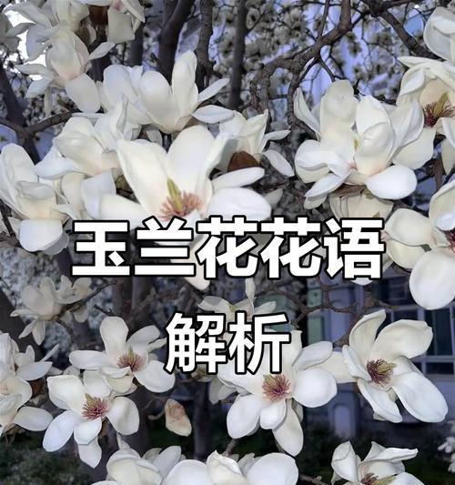 什么花代表友谊的花语？友谊花语有哪些？