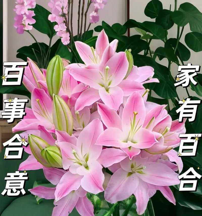 什么花代表友谊的花语？友谊花语有哪些？