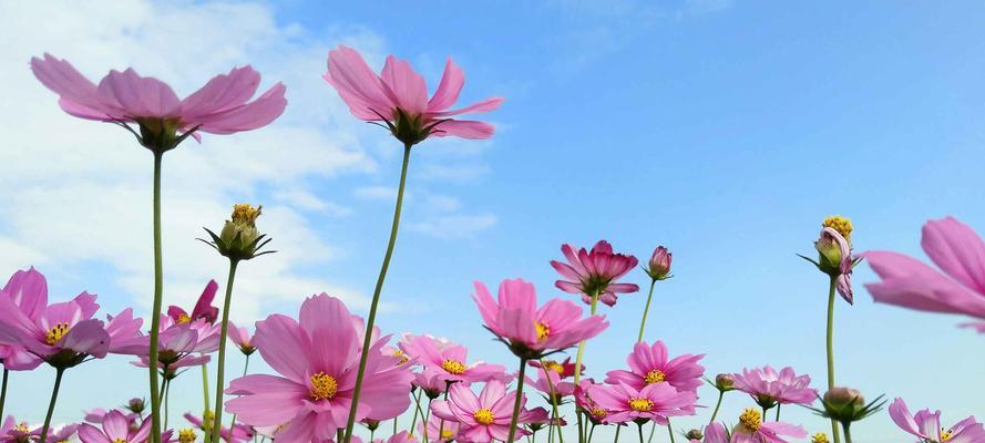 格桑花语代表什么？如何理解格桑花的花语含义？