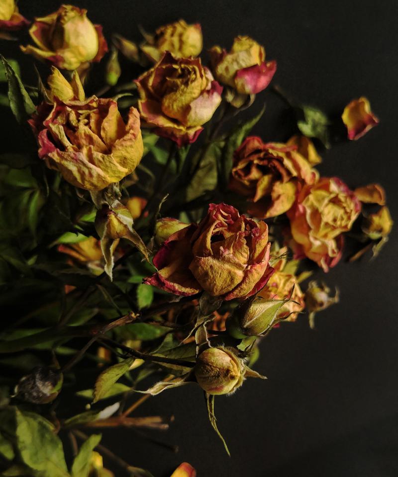 枯萎的花象征着什么？了解其深层含义及常见问题