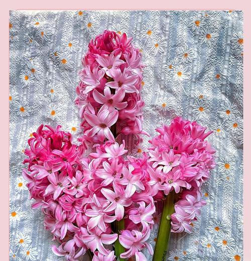 粉色风信子代表什么含义？粉色风信子花语有哪些？
