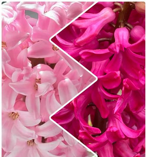 粉色风信子代表什么含义？粉色风信子花语有哪些？