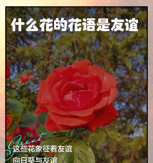野菊花代表什么含义？花语中隐藏着哪些秘密？