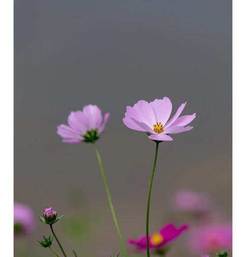 格桑花代表什么？你知道格桑花的寓意吗？