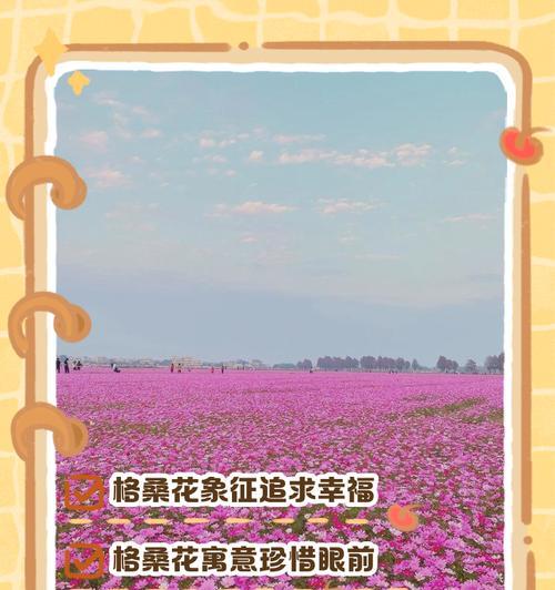 格桑花代表什么？你知道格桑花的寓意吗？