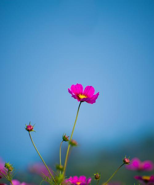 格桑花代表什么？你知道格桑花的寓意吗？