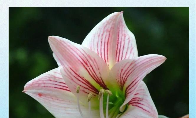 什么花代表大胆追求爱情？大胆追求爱的花语有哪些？