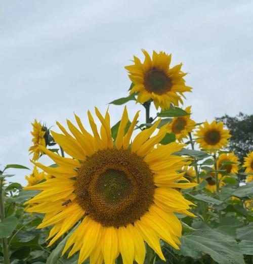什么花代表大胆追求爱情？大胆追求爱的花语有哪些？