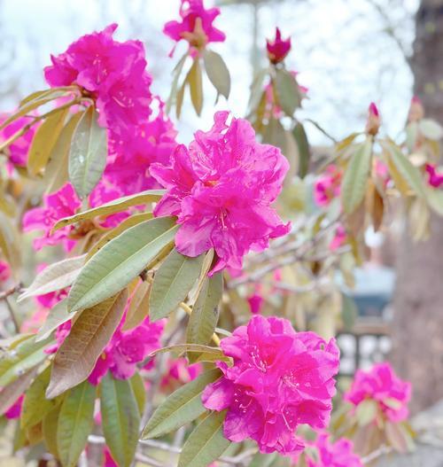 象征欲望和野心的花有哪些？这种花的花语是什么？