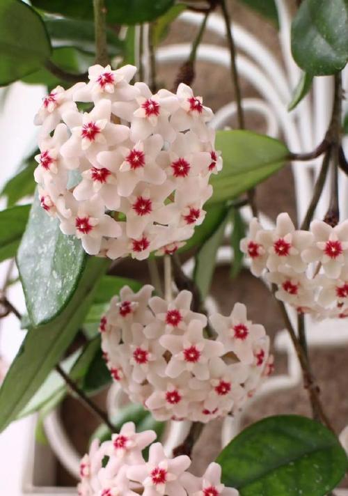 寓意与月相关的花是什么花？如何挑选寓意与月相关的花？