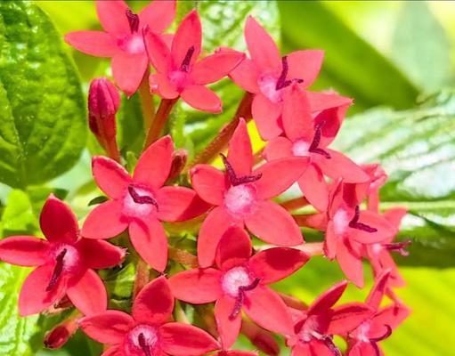 寓意自由的花有哪些？它们各自代表什么意思？