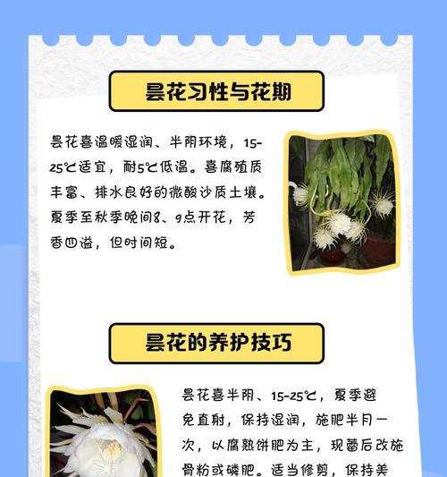 韦陀花的寓意象征是什么？如何理解韦陀花的花语？