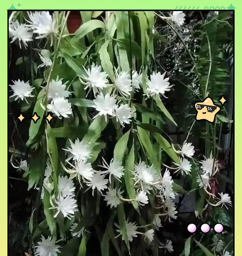 韦陀花的寓意象征是什么？如何理解韦陀花的花语？
