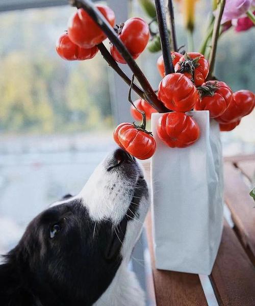 食人花语代表什么动物？揭秘食人花背后的神秘含义？
