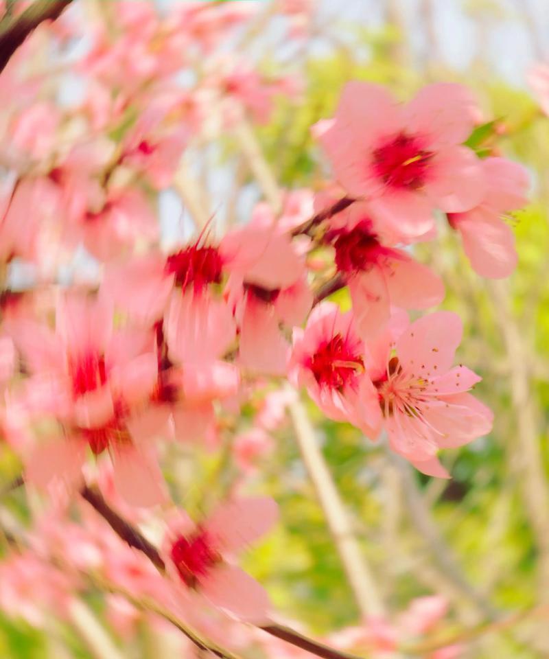 红粉玉兰的花语是什么？如何用它表达爱意？