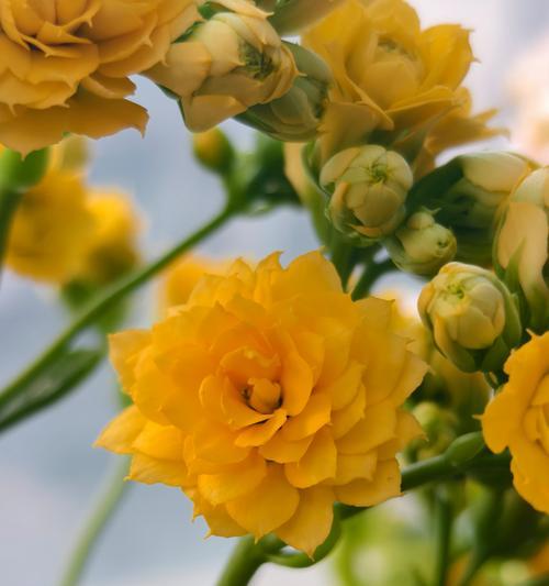 象征着欣赏的花是什么花？哪种花最能表达赞赏之情？