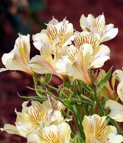 象征着欣赏的花是什么花？哪种花最能表达赞赏之情？