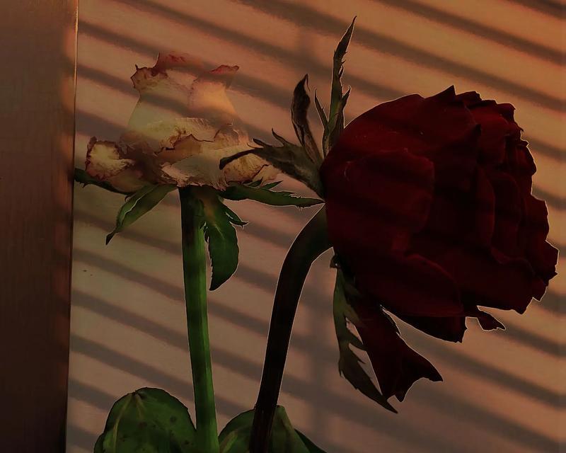 最后的花代表什么寓意？花语背后隐藏的深层含义是什么？