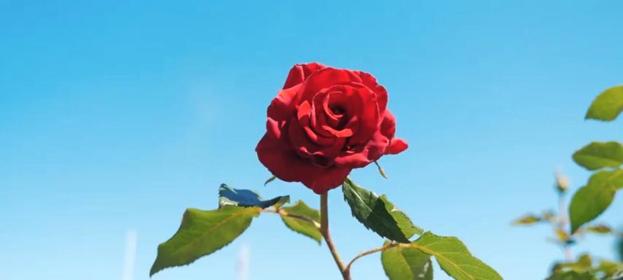最后的花代表什么寓意？花语背后隐藏的深层含义是什么？
