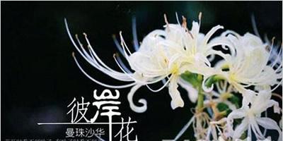 南方银的花语是什么？如何正确理解南方银的象征意义？