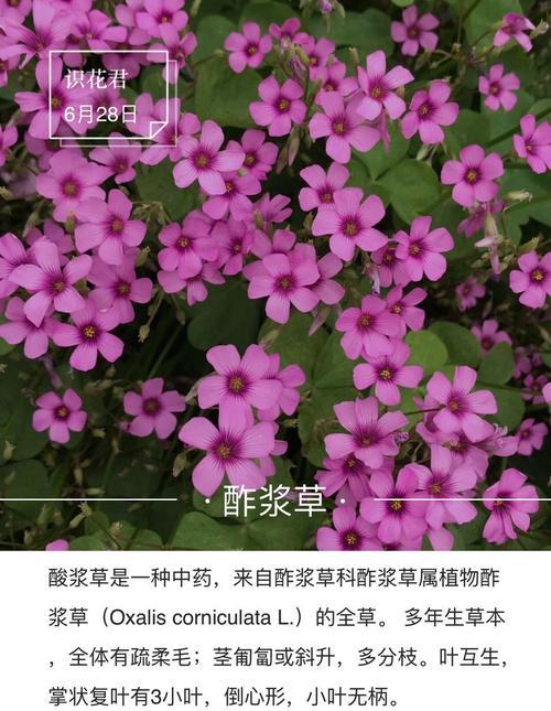 南方银的花语是什么？如何正确理解南方银的象征意义？