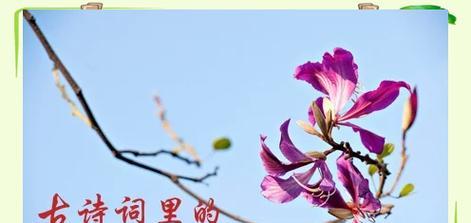 诗句中加花象征什么？如何理解其深层含义？