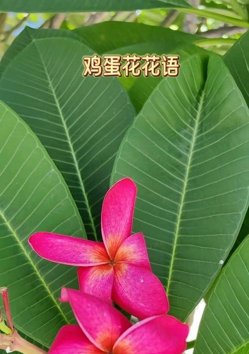 寓意复活重生的花是什么花？这种花的象征意义有哪些？