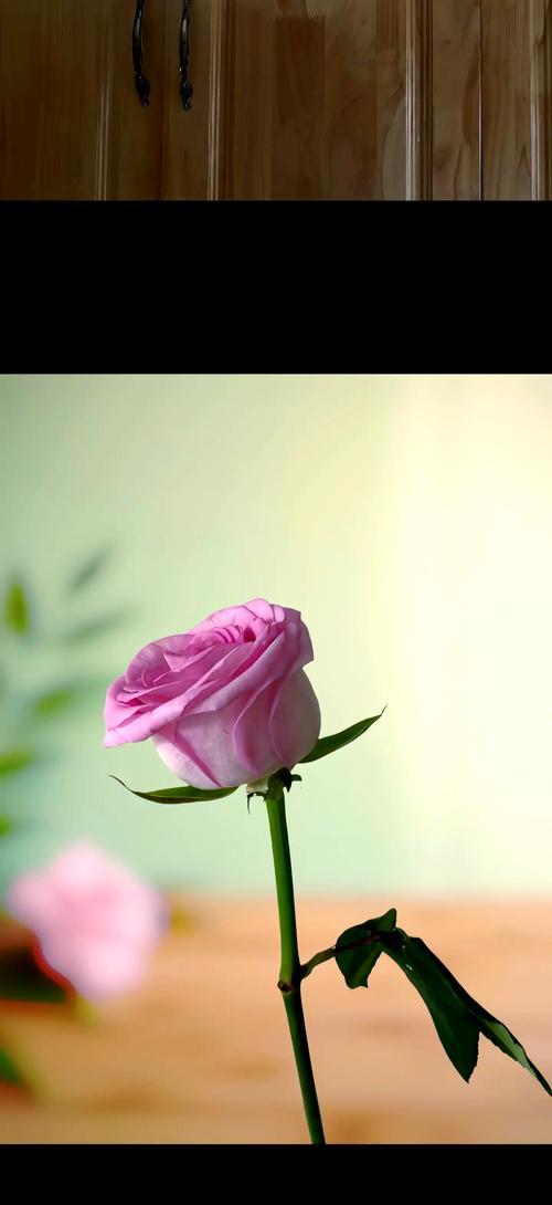 寓意复活重生的花是什么花？这种花的象征意义有哪些？