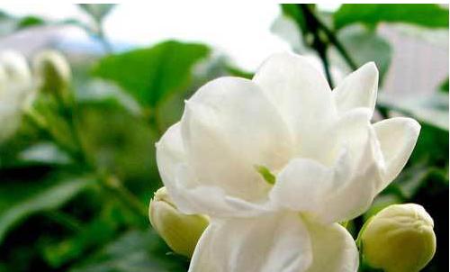 甘蔗花的花语是什么？了解甘蔗花的深层含义？