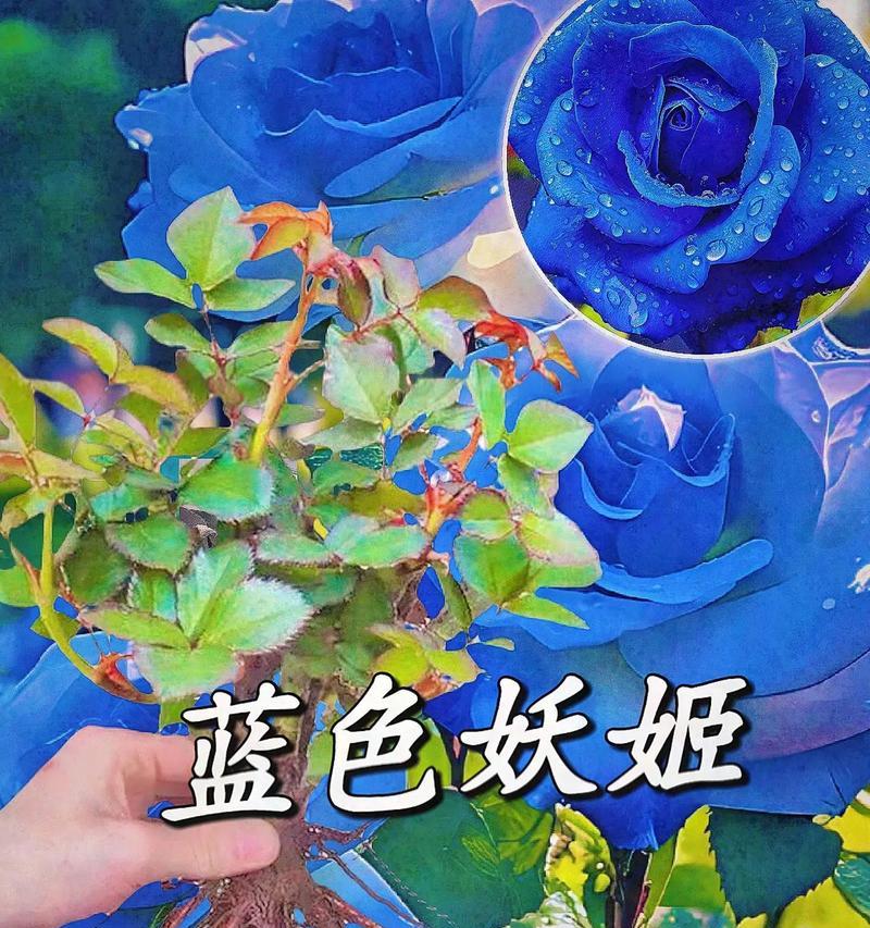 蓝色妖姬的花语是什么意思？购买时需要注意哪些事项？