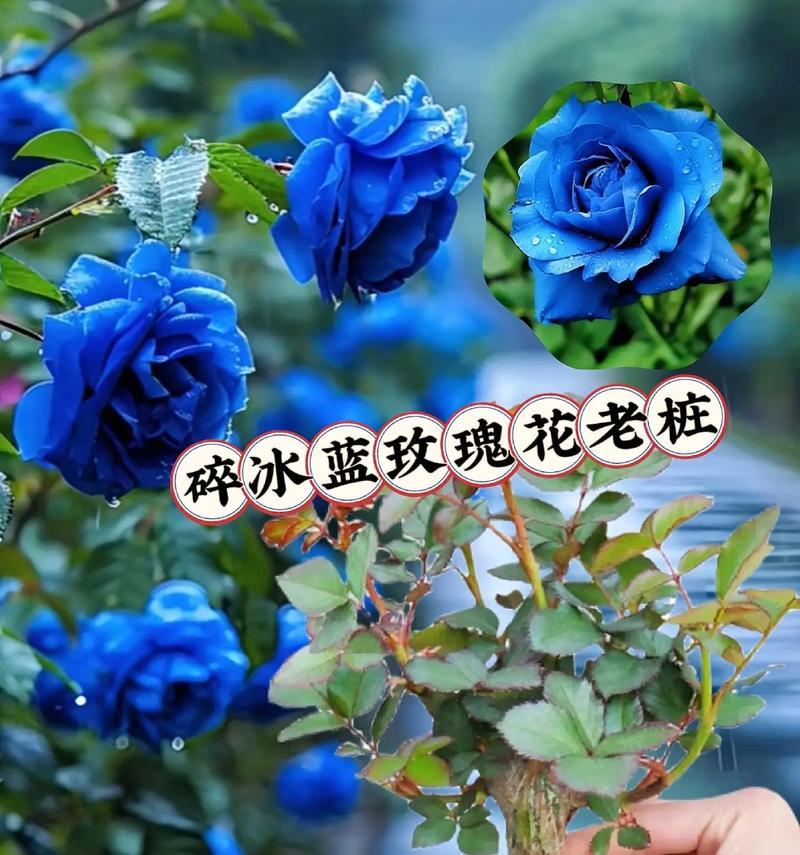 花清心花语是什么？如何理解花清心的含义？