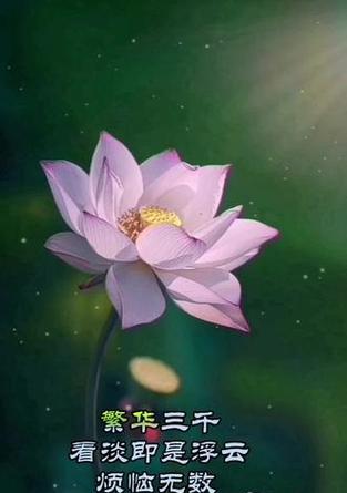 花清心花语是什么？如何理解花清心的含义？
