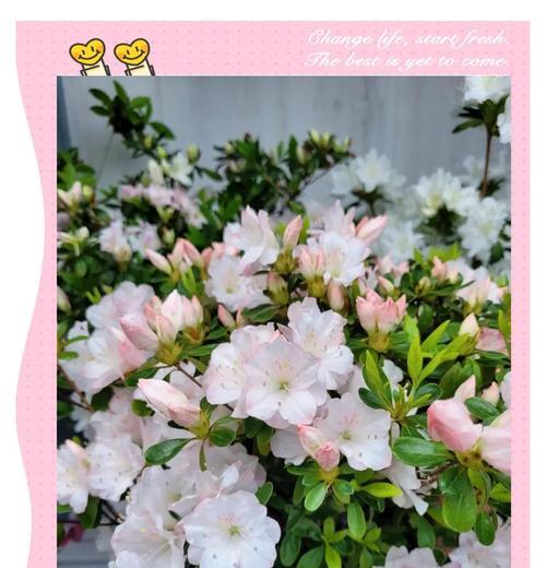 白杜鹃花象征着什么？了解其深层含义及文化背景？