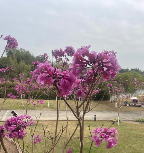 盎然花语什么意思啊？如何理解花语的深层含义？