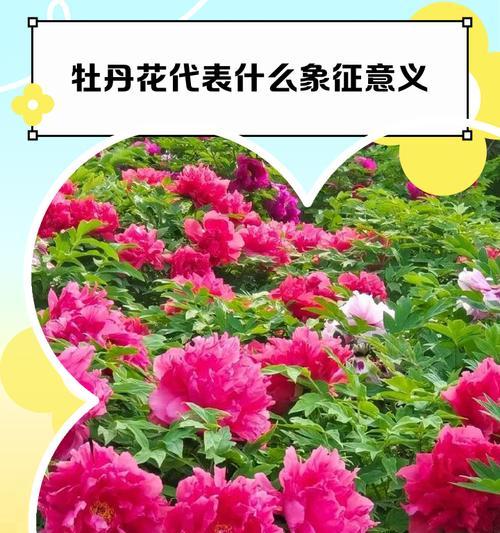 具有某种象征意义的花是什么花？如何识别这些花的象征意义？