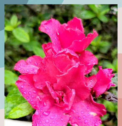 具有某种象征意义的花是什么花？如何识别这些花的象征意义？