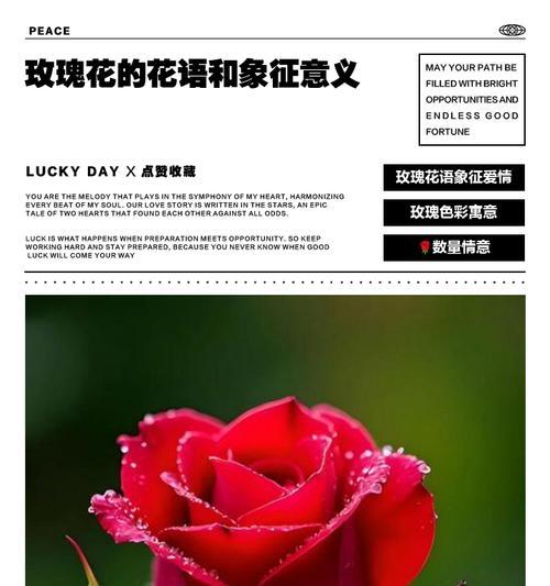 具有某种象征意义的花是什么花？如何识别这些花的象征意义？