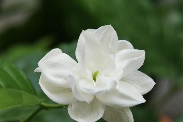 象征着真相的花朵是什么花？揭秘真相之花的神秘含义？