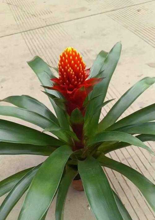 象征着真相的花朵是什么花？揭秘真相之花的神秘含义？